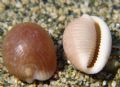 Trivia pulex